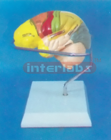 MIDDLE HUMAN LEFT BRAIN MODEL COLOURED BY FUNCTION